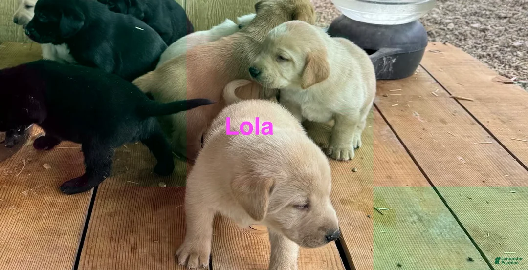 Labrador Retriever dogs for sale: Big red  - Ad 4