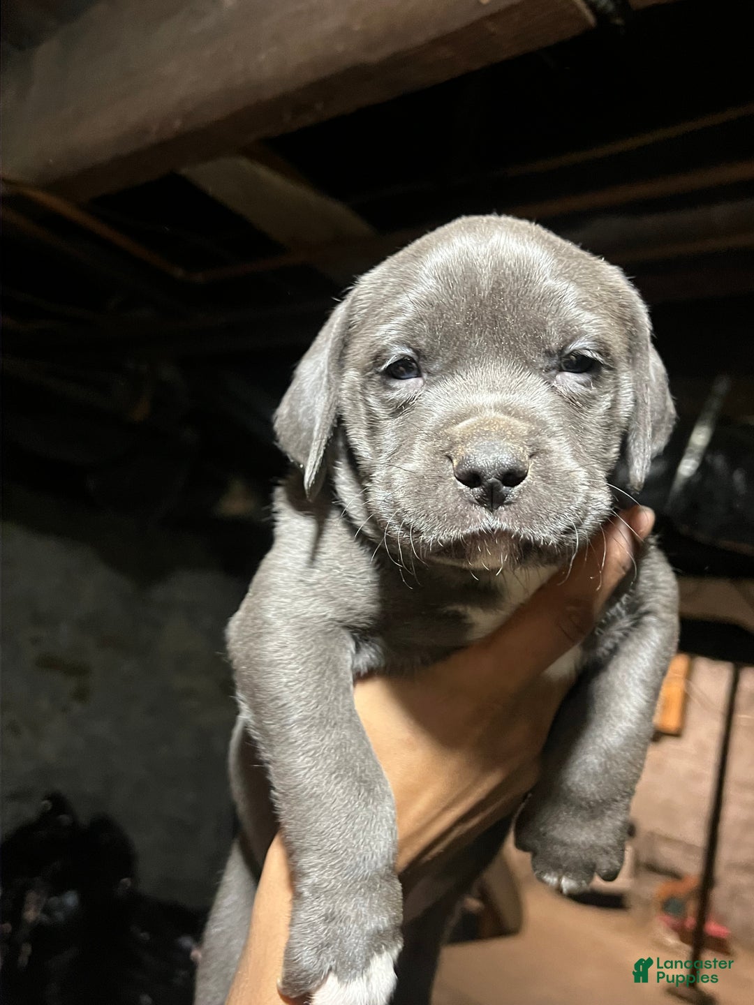 American Pit Bull Terrier dogs for sale: Grumpy - Ad 3