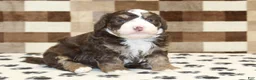 Mini Bernedoodle dogs for sale: Bingo - Ad 1