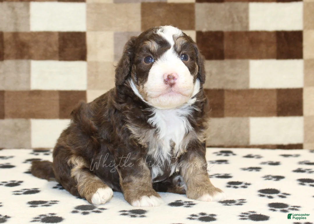 Mini Bernedoodle dogs for sale: Bingo - Ad 1