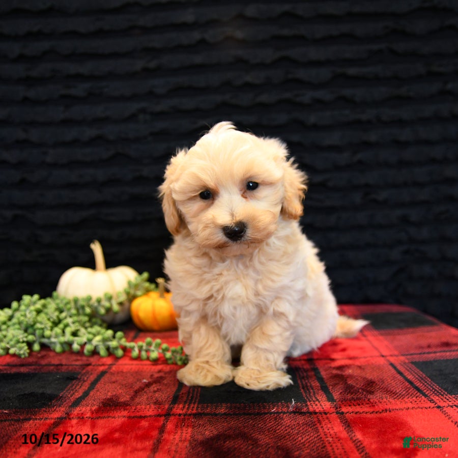 Maltipoo dogs Lyle - Ad 2