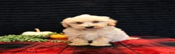 Maltipoo dogs for sale: Lyle - Ad 2