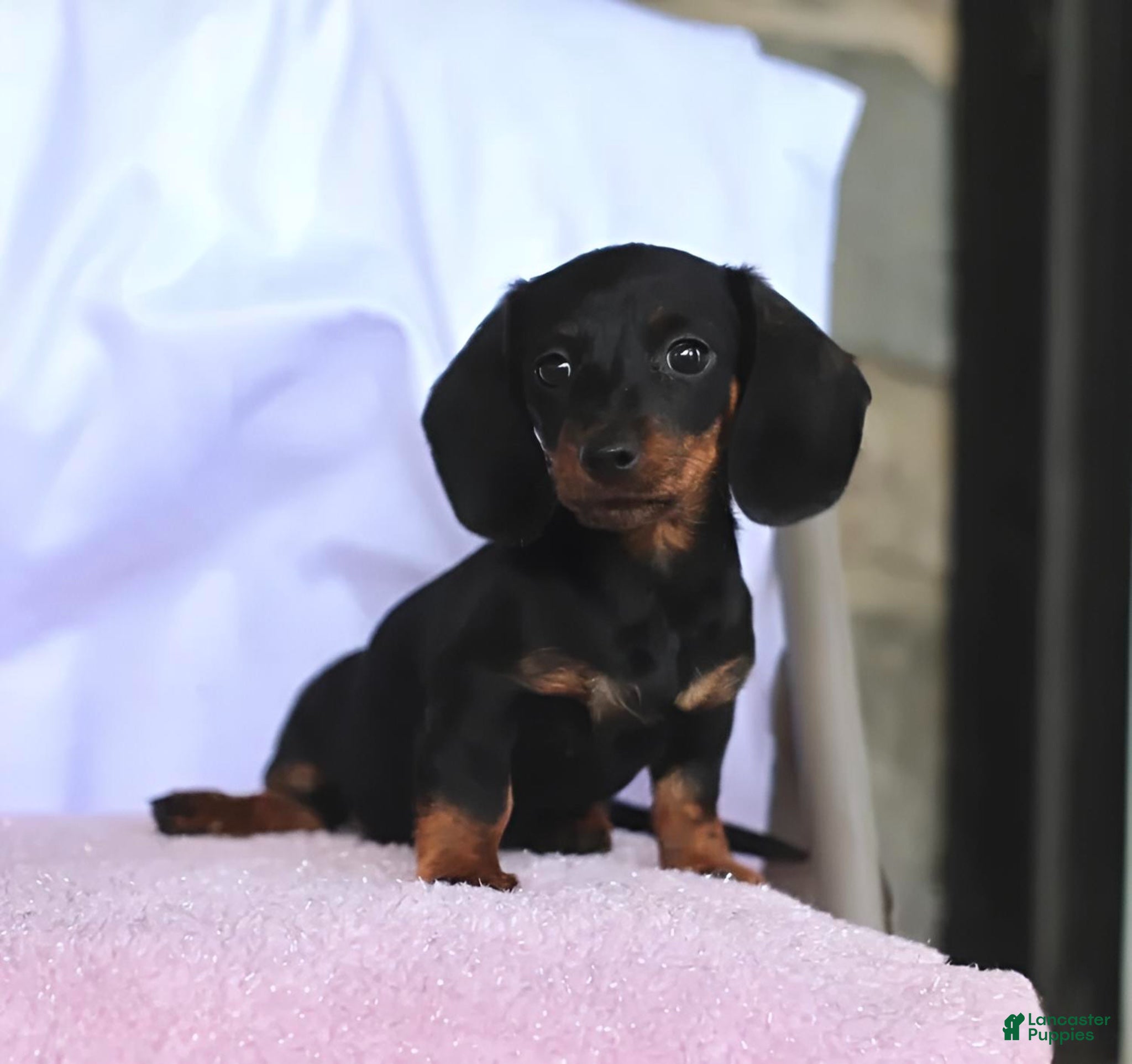 Miniature Dachshund dogs Coco - Ad 40