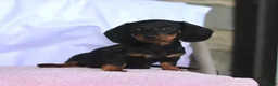 Miniature Dachshund dogs for sale: Coco - Ad 1