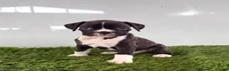 Boxer dogs for sale: Murphy - Ad 4