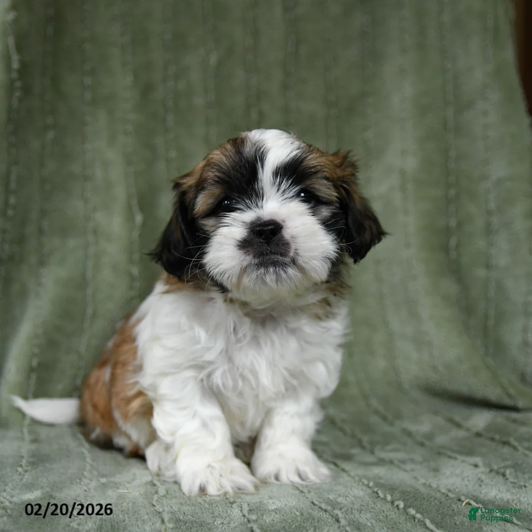 Shih Tzu dogs for sale: Delilah - Ad 3