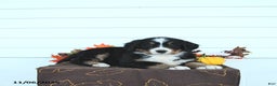 Bernese Mountain Dog dogs for sale: Arya - Ad 3