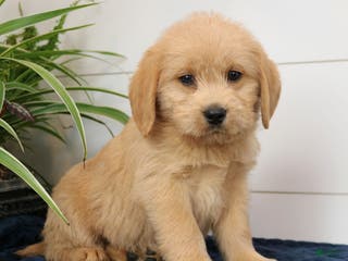 Mixed Breed dogs Axel - Ad 27