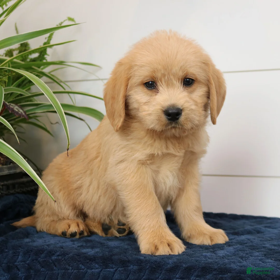 Mixed Breed dogs for sale: Axel  - Ad 1