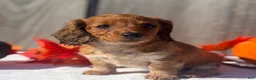 Miniature Dachshund dogs for sale: Remington - Ad 5
