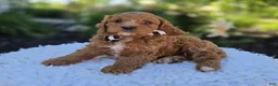 Cavapoo dogs for sale: Michael - Ad 4