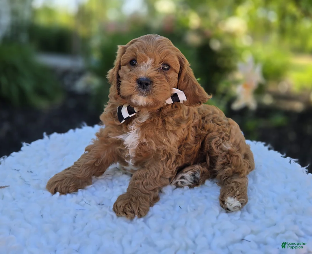 Cavapoo dogs for sale: Michael - Ad 4