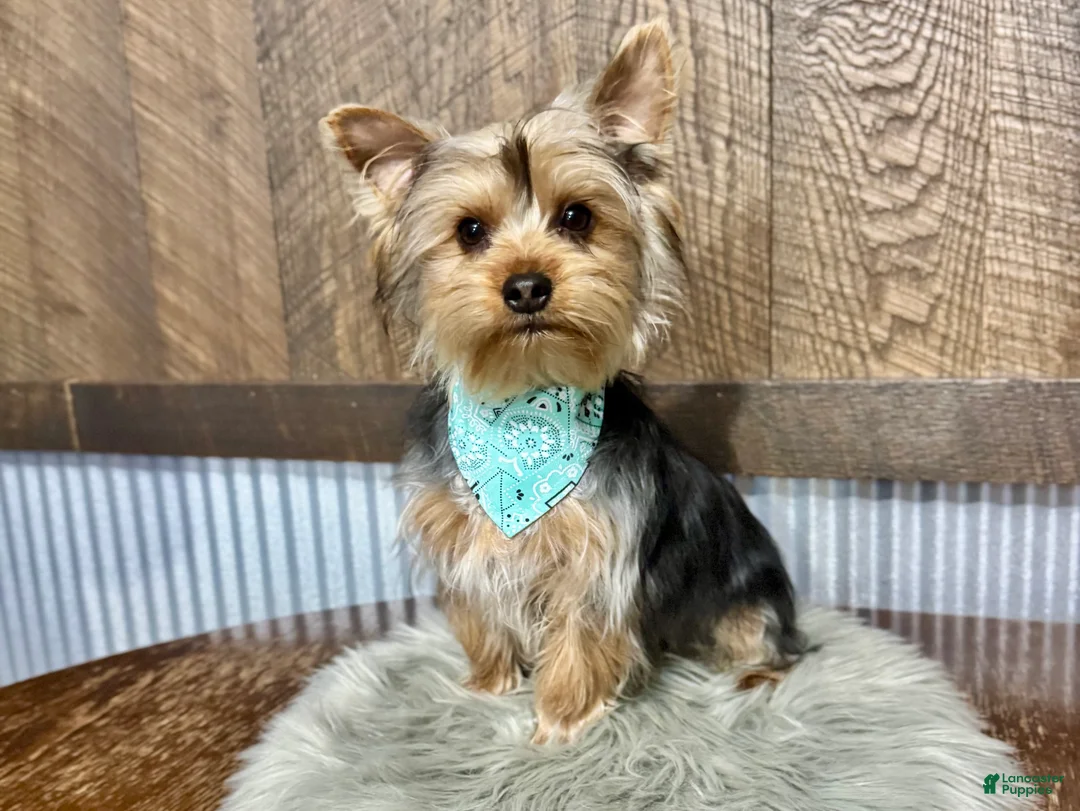Yorkshire Terrier dogs for sale: Koby - Ad 5
