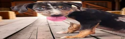 Catahoula Leopard Dog dogs for sale: Bug 2026 Male 3 - Ad 2