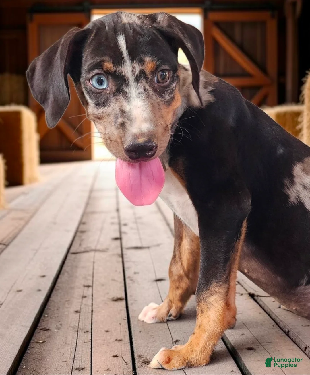 Catahoula Leopard Dog dogs for sale: Bug 2026 Male 3 - Ad 2