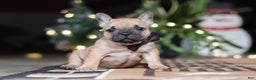 French Bulldog dogs for sale: Casper - Ad 7