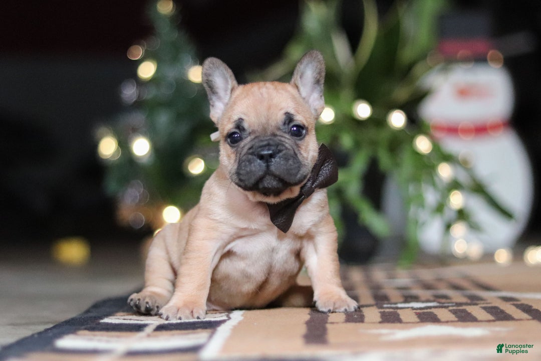 French Bulldog dogs for sale: Casper - Ad 7