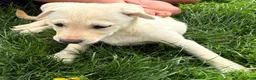 Mixed Breed dogs for sale: Mixed Breed 4 - Ad 11