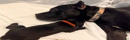 Cane Corso dogs for sale: Cain AKC red collar - Ad 26