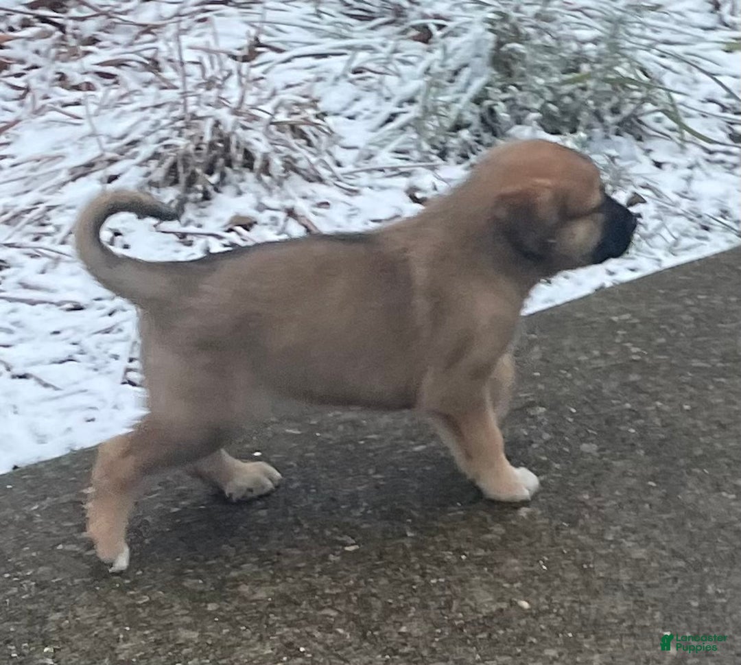 Mixed Breed dogs for sale: Dancer: one of Santa’s Rein-puppies - Ad 5