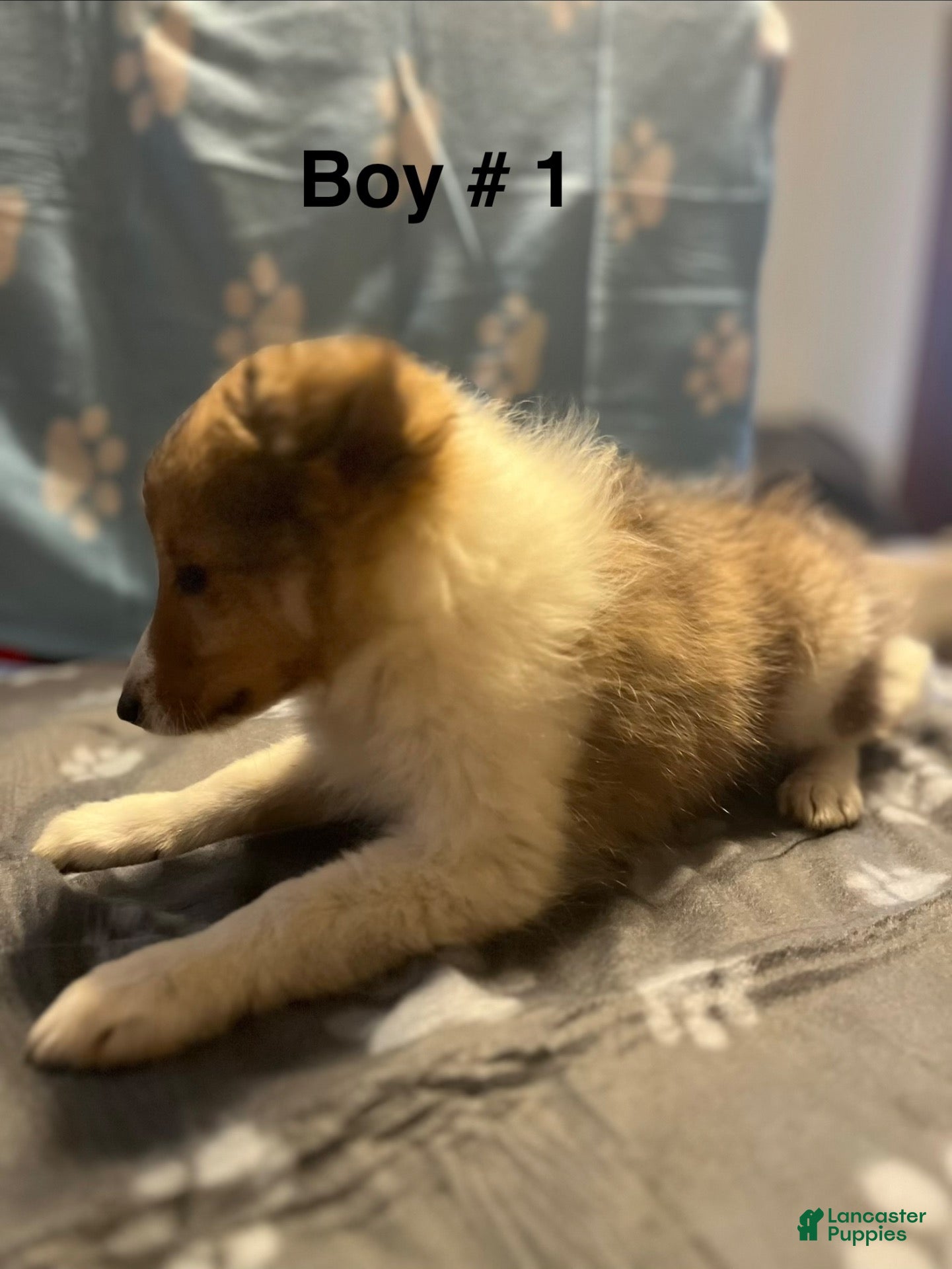 Shetland Sheepdog