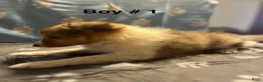 Shetland Sheepdog 1