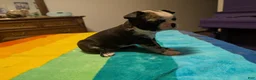 Frenchton dogs for sale: Jacqueline - Ad 5