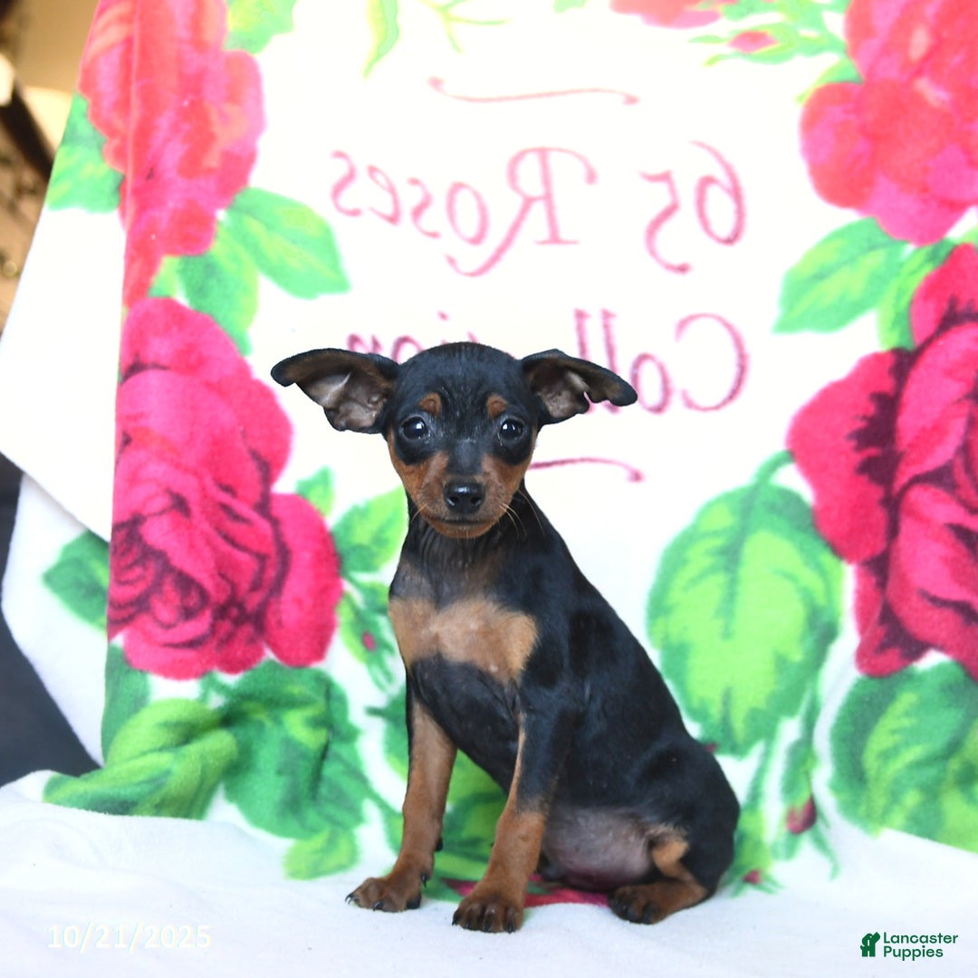 Miniature Pinscher dogs for sale: Duncan - Ad 2