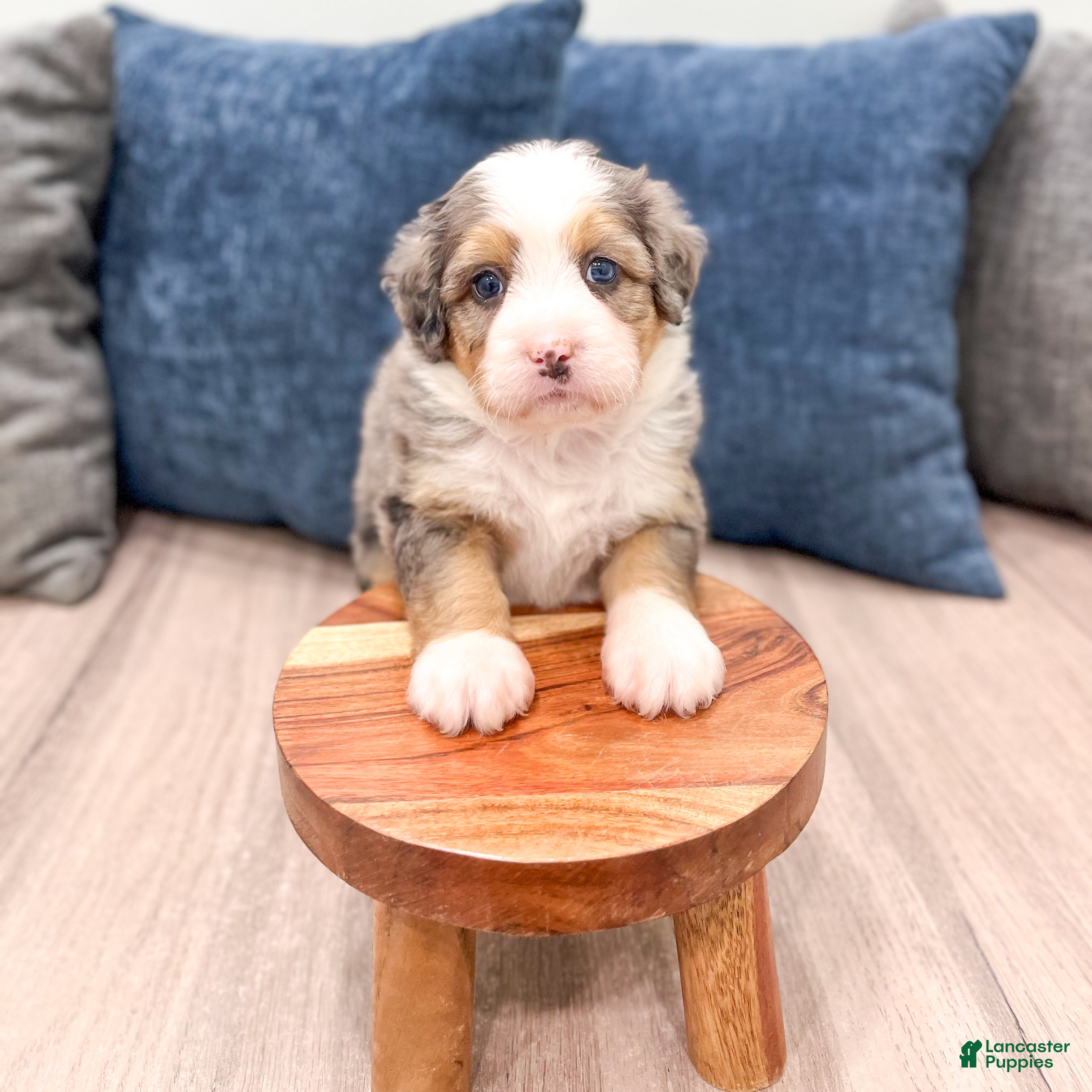 Mini Bernedoodle dogs Angel  - Ad 1