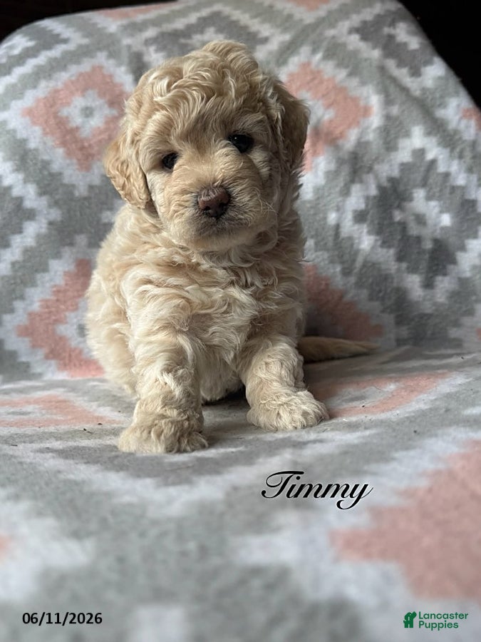 Eskipoo dogs Tommy - Ad 1