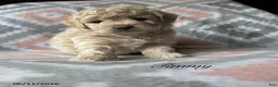 Eskipoo dogs for sale: Tommy - Ad 1