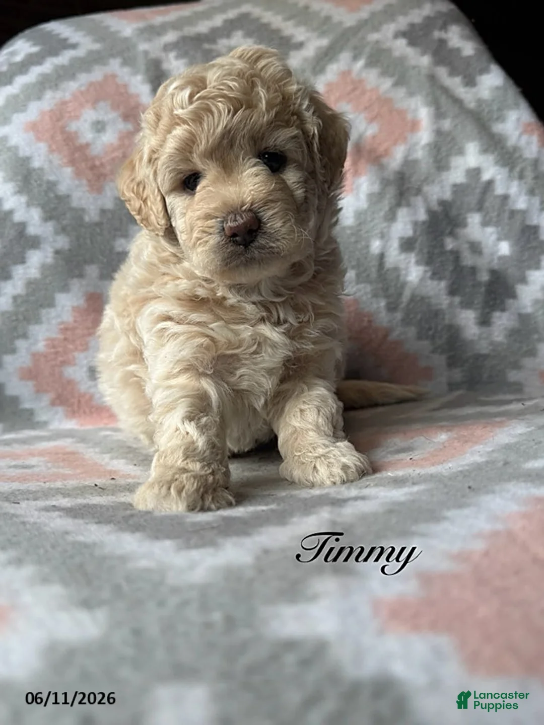 Eskipoo dogs for sale: Tommy - Ad 1