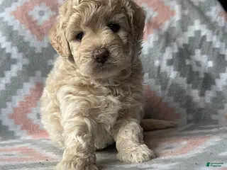 Eskipoo dogs for sale: Tommy - Ad 4