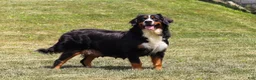 Mini Bernedoodle dogs for sale: Airhead - Ad 6