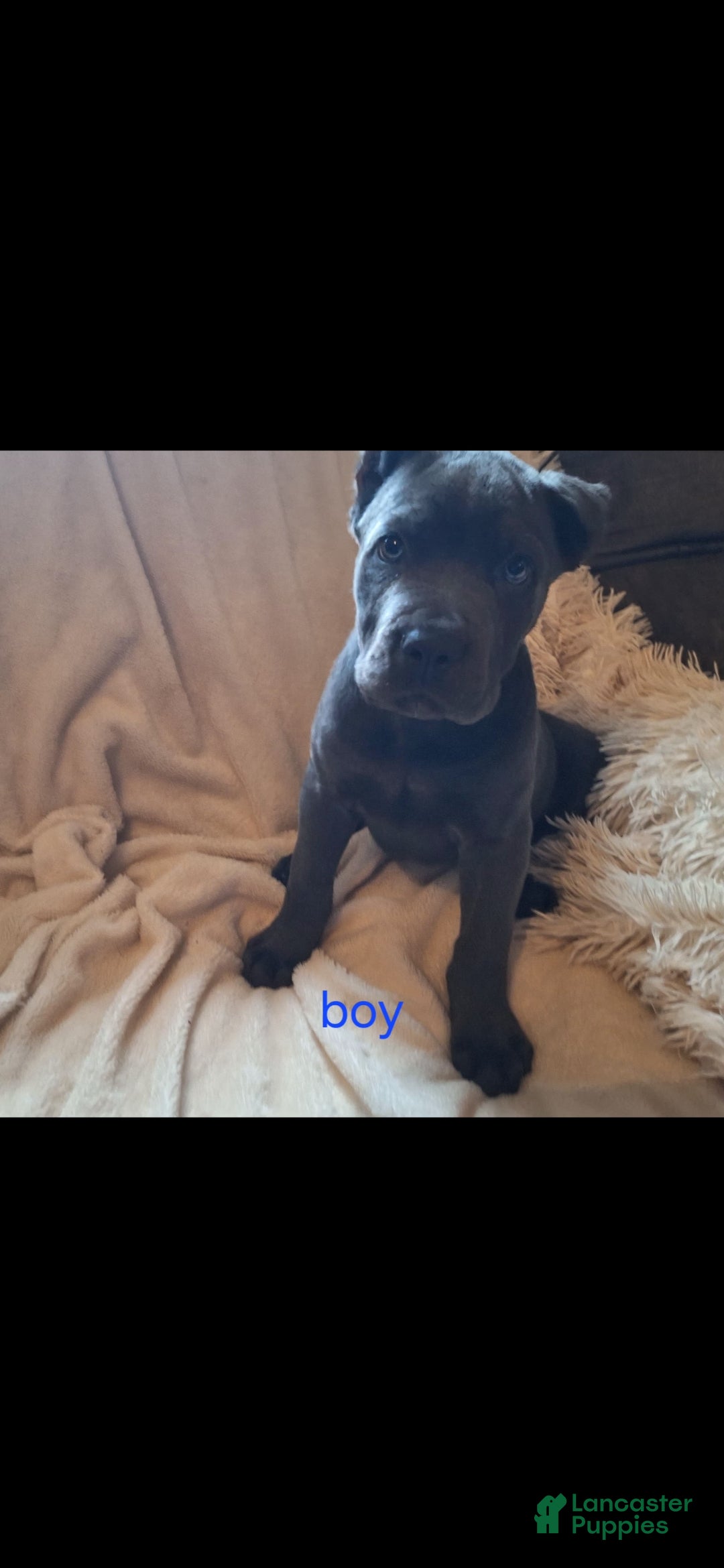 Cane Corso dogs Cane Corso 1 - Ad 27