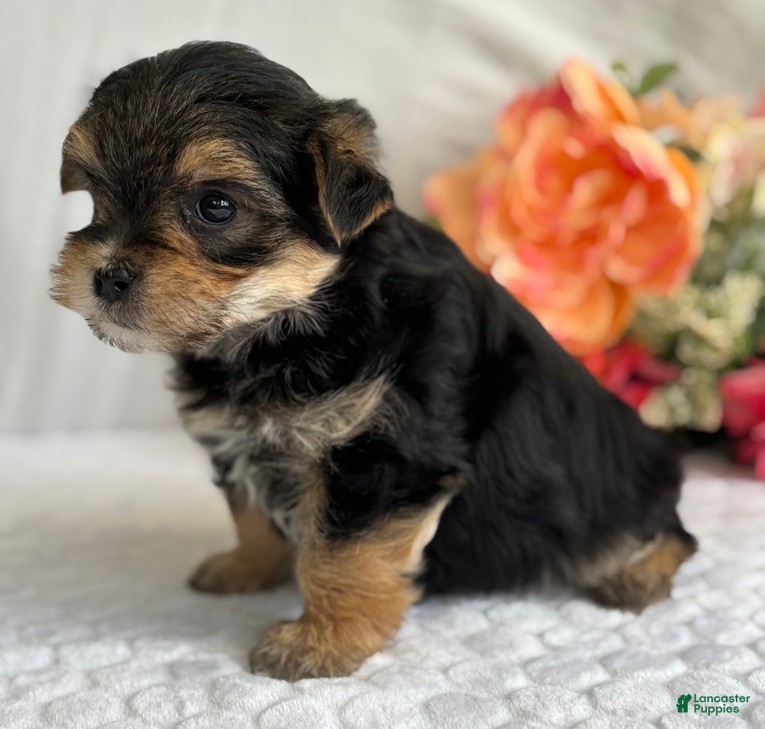 Morkie dogs for sale: Nicky - Ad 11