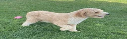 Mini Goldendoodle dogs for sale: Spice - Ad 5
