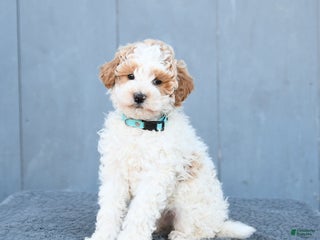 Miniature Poodle dogs Max - Ad 40