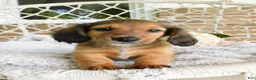 Miniature Dachshund dogs for sale: Toby - Ad 5