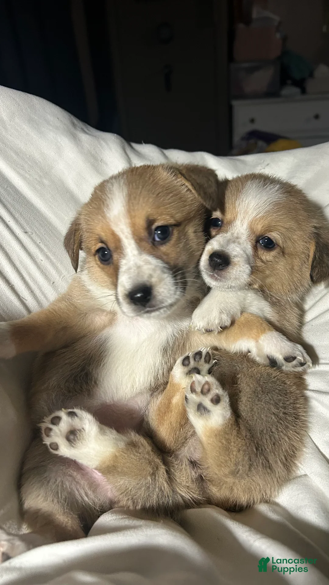 Welsh Corgi Pembroke dogs for sale:  Lulu  - Ad 2