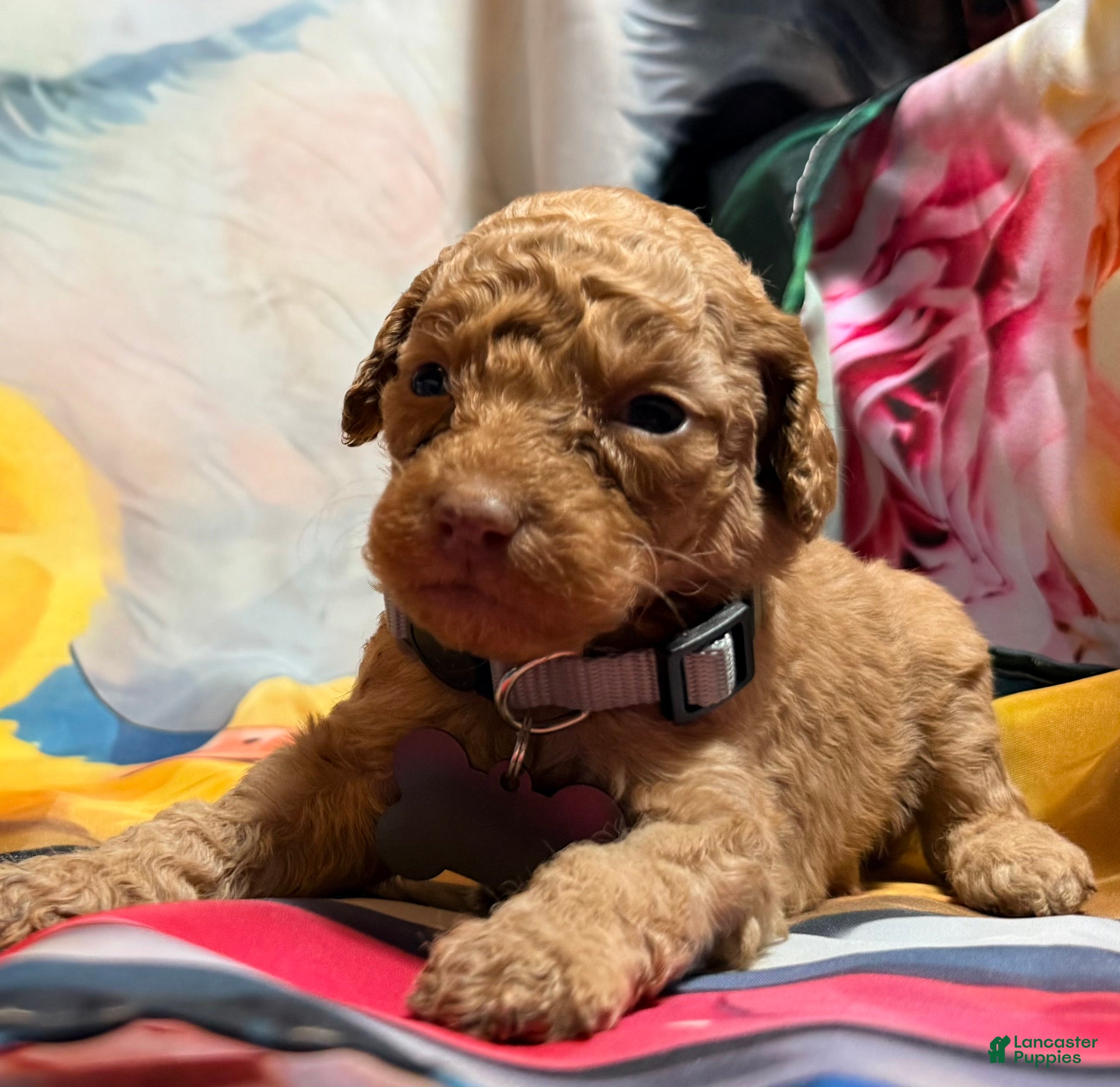 Miniature Poodle dogs Miniature Poodle Puppy 5 - Ad 9