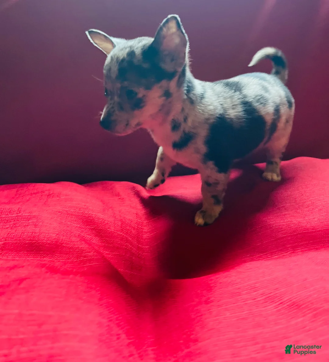 Chihuahua dogs for sale: Chihuahua Puppy 5 - Ad 1