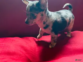 Chihuahua dogs Chihuahua Puppy 5 - Ad 27