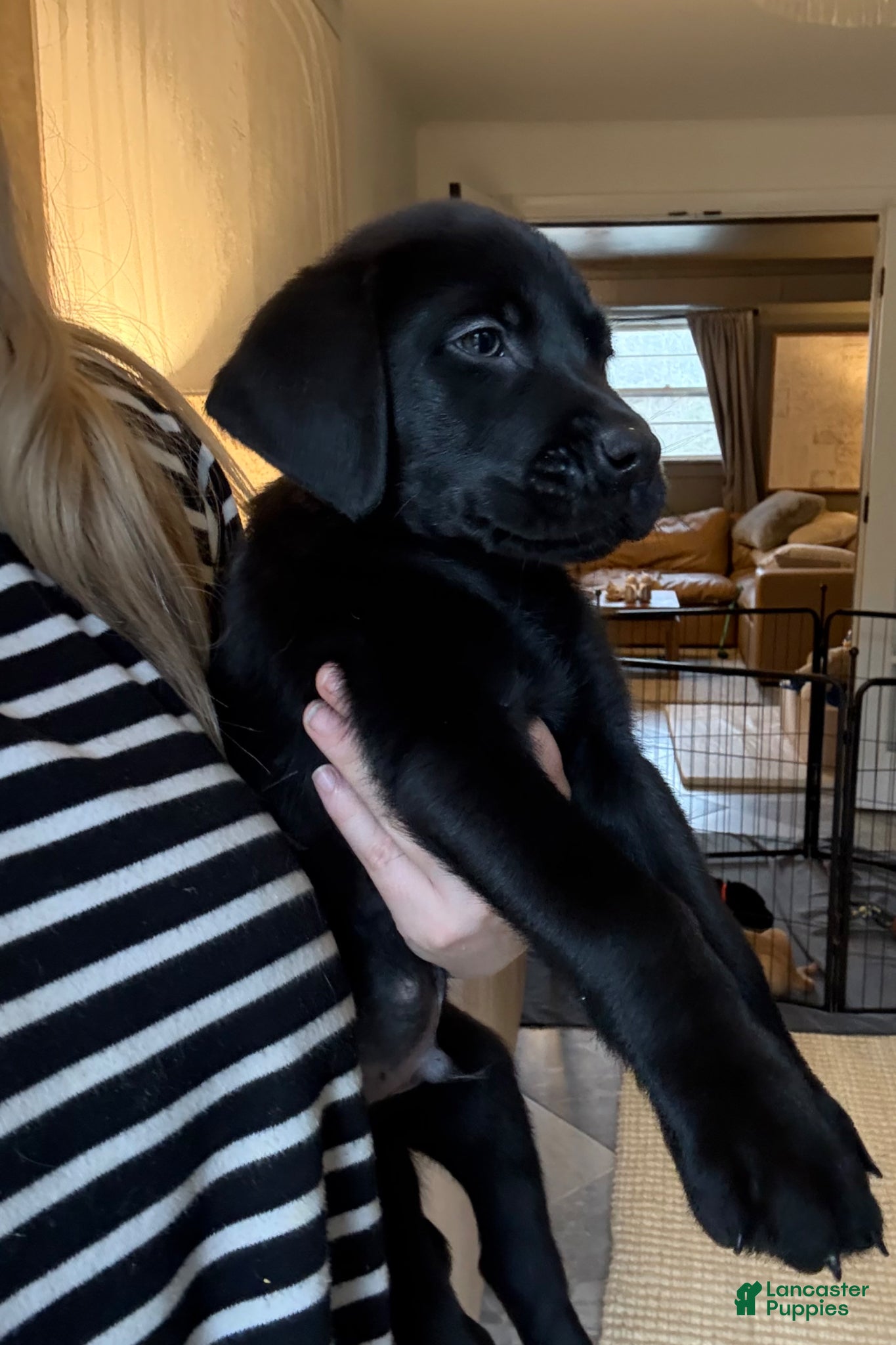 Labrador Retriever dogs White Collar Male - Ad 2