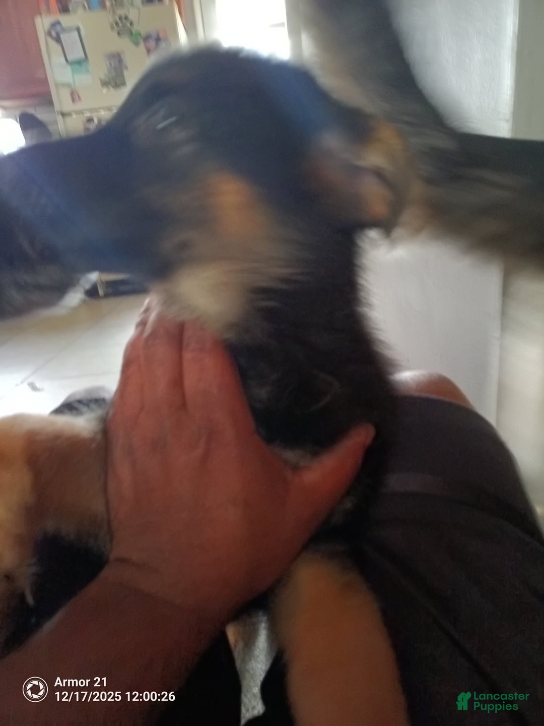 German Shepherd dogs for sale: Yellow and white collar - Ad 1