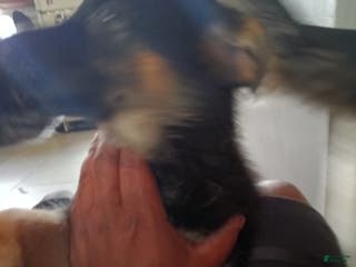 German Shepherd dogs Yellow and white collar - Ad 40