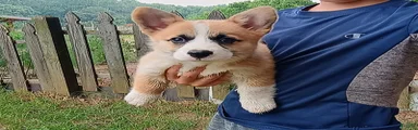 Timon
