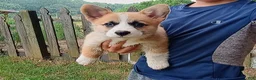 Welsh Corgi Pembroke dogs for sale: Timon - Ad 1