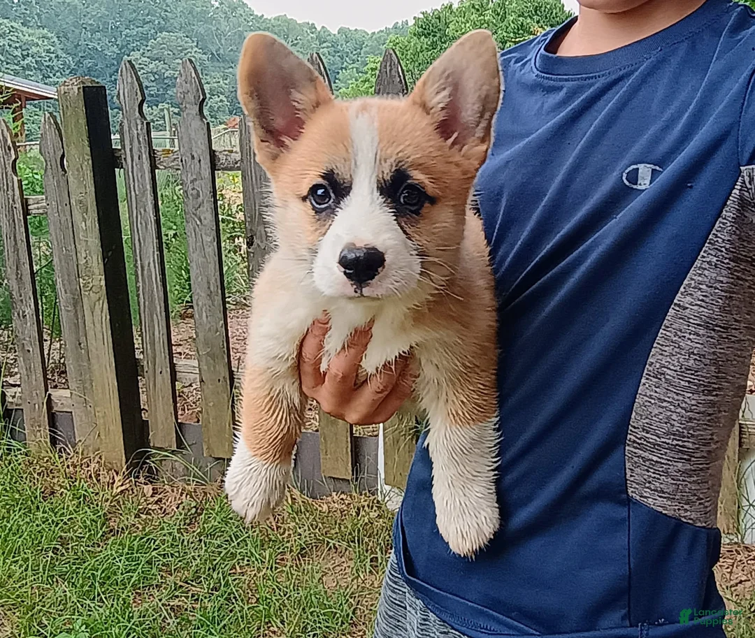 Welsh Corgi Pembroke dogs for sale: Timon - Ad 1