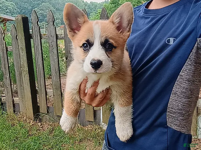 Welsh Corgi Pembroke dogs for sale: Timon - Ad 1